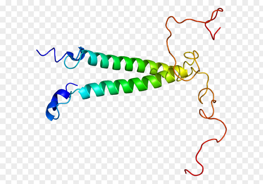 Gene TSC22D3 Protein Leucine Zipper TSC22D1 PNG