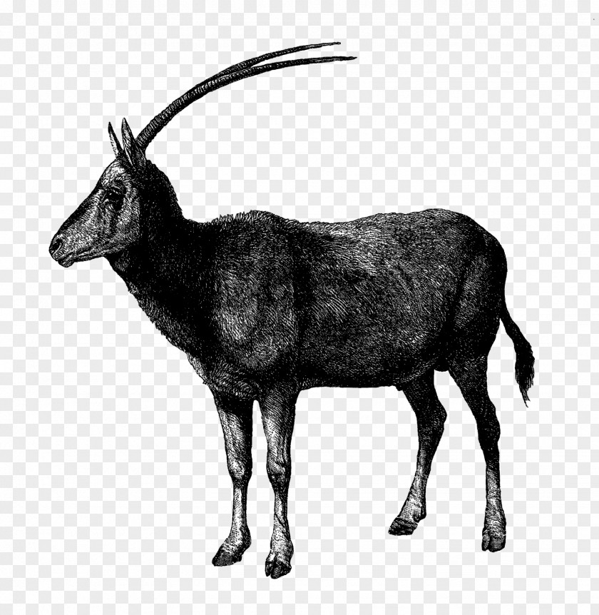 Japanese Style Illustration Antelope Gemsbok Drawing Arabian Oryx PNG