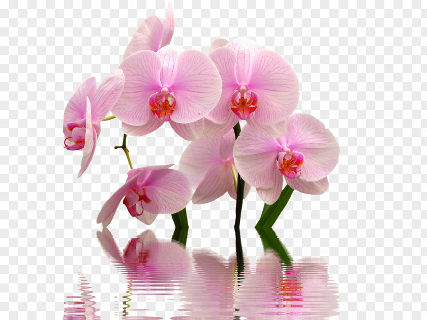 Orchid Flower Cephalanthera Light Houseplant Photography PNG
