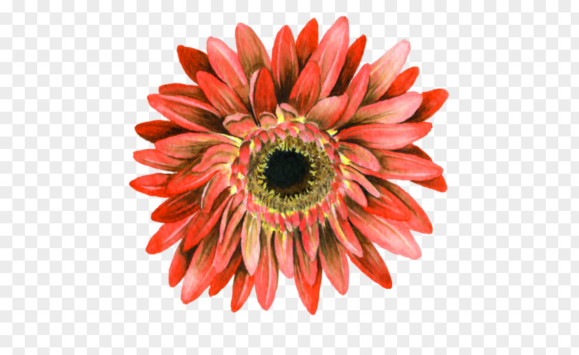 Sunflower Daisy Family Red Watercolor Flowers PNG