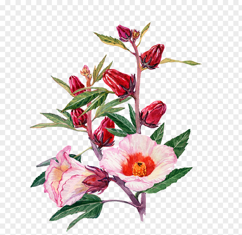 Watercolor Flowers Painting Roselle Drawing Flower PNG