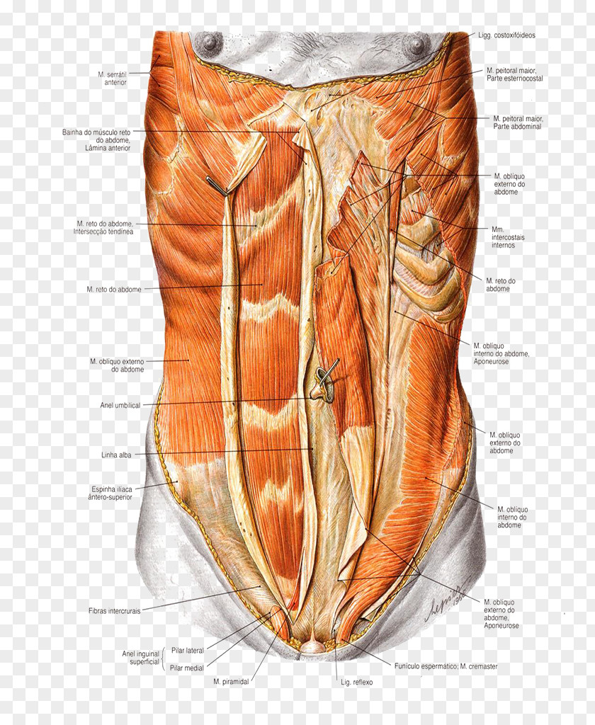 Abdominal External Oblique Muscle Rectus Abdominis Abdomen Internal Wall PNG