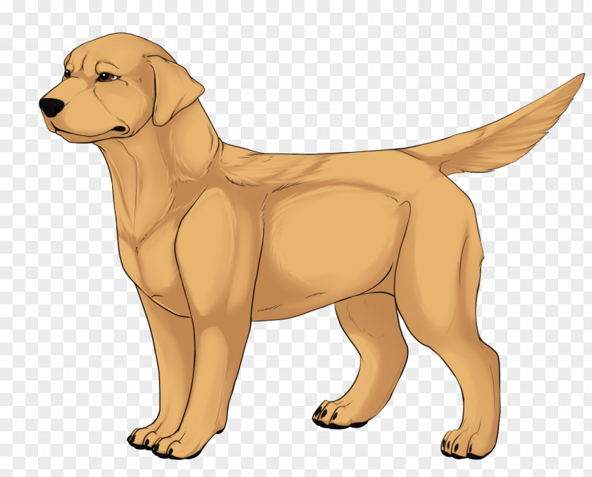 Golden Retriever Labrador Nova Scotia Duck Tolling Puppy Dog Breed PNG