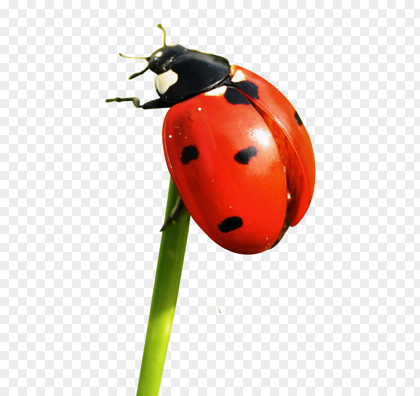 Ladybug Ladybird Icon PNG