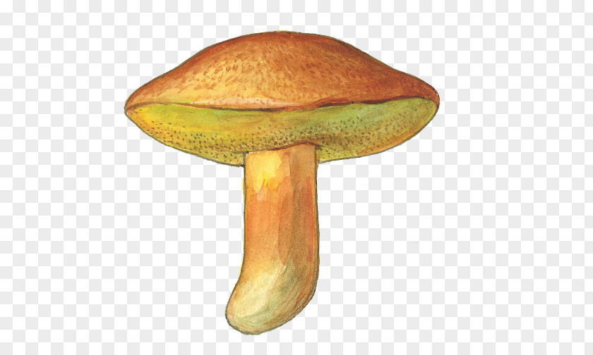 Mushroom Edible Bolete Boletus Edulis Medicinal Fungi Medicine PNG