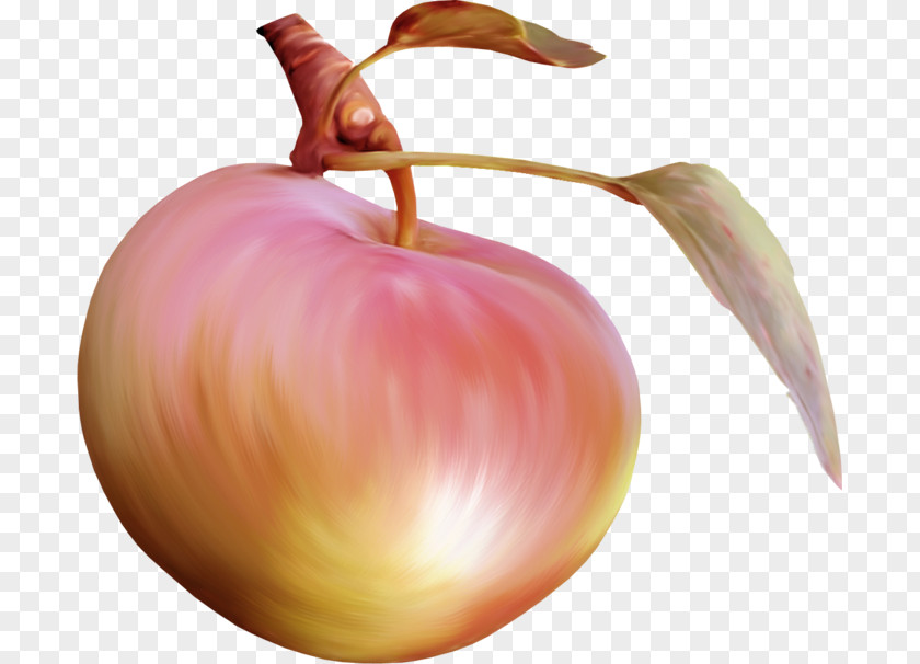 Onion Still Life Photography Apple PNG