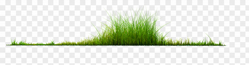 Plant Grass PNG