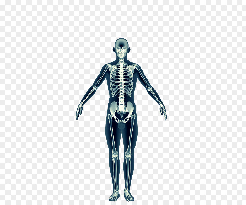 Skeleton Shoulder Homo Sapiens Muscle Figurine PNG