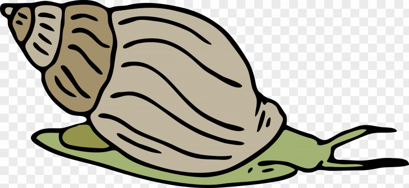 Snails Sea Snail Seashell Clip Art PNG