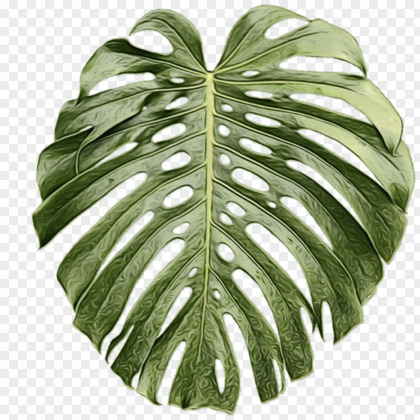 Clip Art Tropics Plants Image PNG