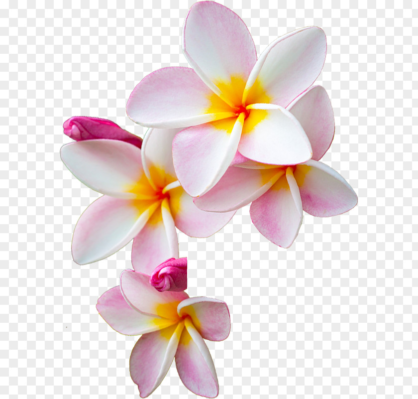 Peach Flowers Flower I Am Moana Pin Te Fiti PNG