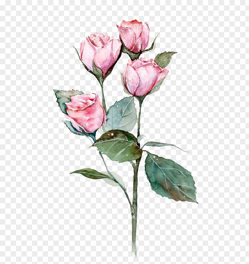 Pink Flowers PNG