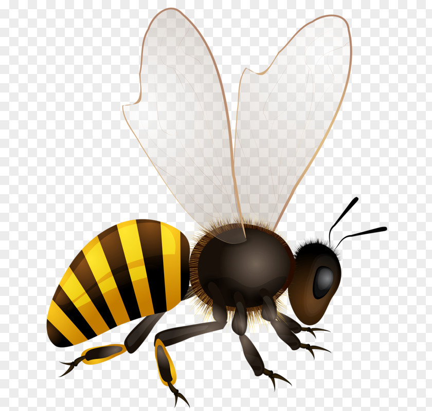Bee Honey Vector Graphics Royalty-free Beehive PNG