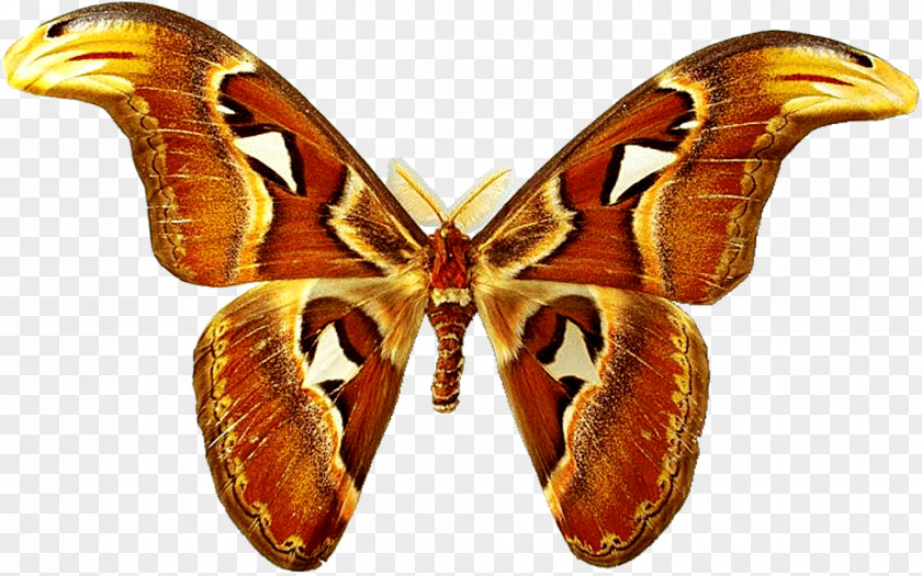 Butterfly,insect,specimen Butterfly Attacus Atlas Insect Moth PNG