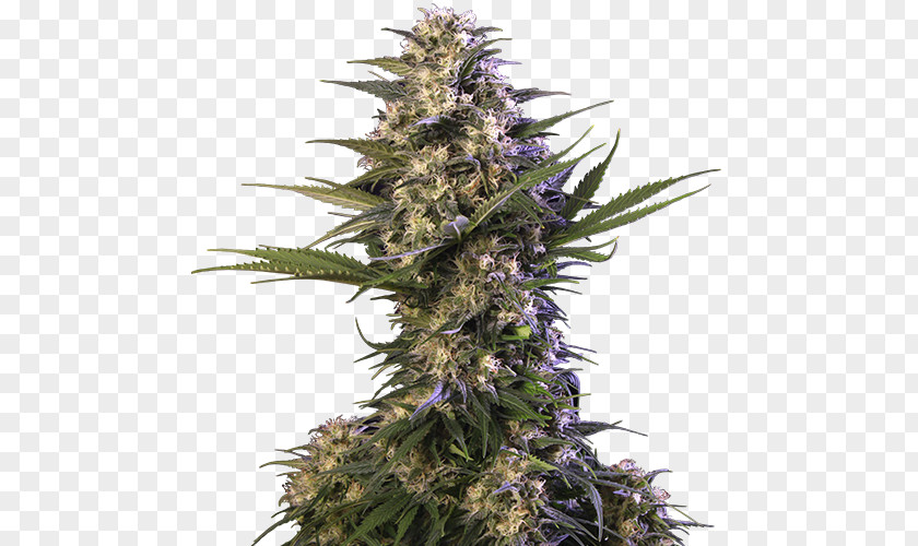 Cannabis Autoflowering Seed Blue Dream Ruderalis PNG