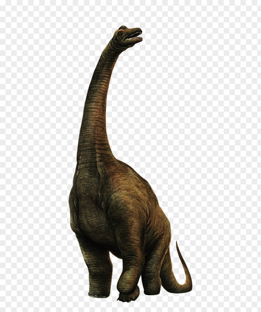 Dinosaur Animals Sinosauropteryx Velociraptor PNG