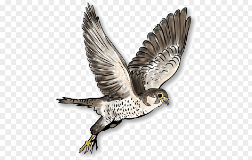Falcon Russia Austral Pacific Energy () Limited Clip Art Image PNG