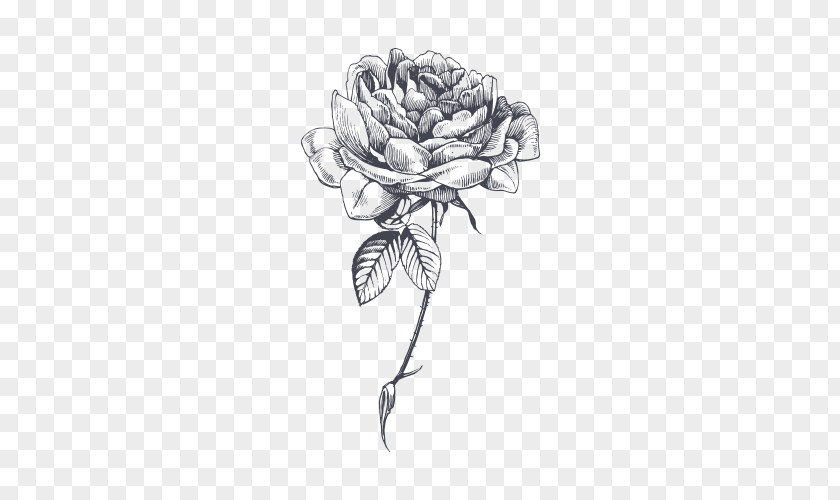 Rose Drawing YouTube Sketch PNG