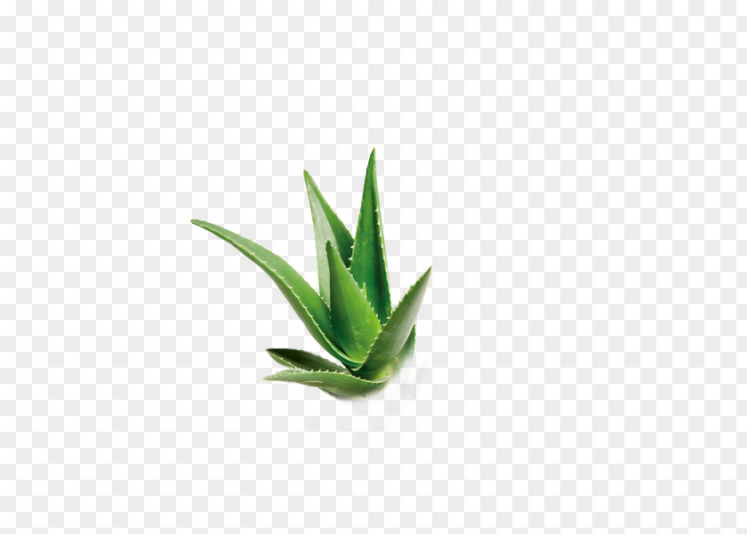 Aloe Download Green PNG