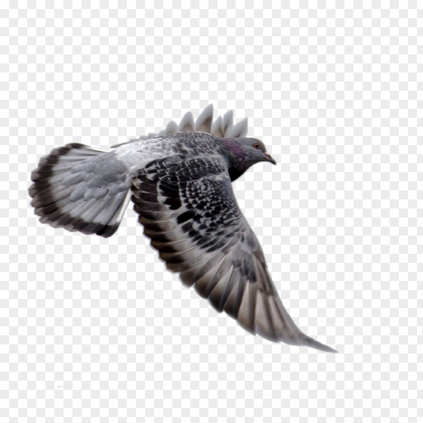 Animal,Eagle Wings Download Columba PNG