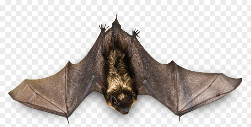 Bat PNG Bat, gray bat clipart PNG