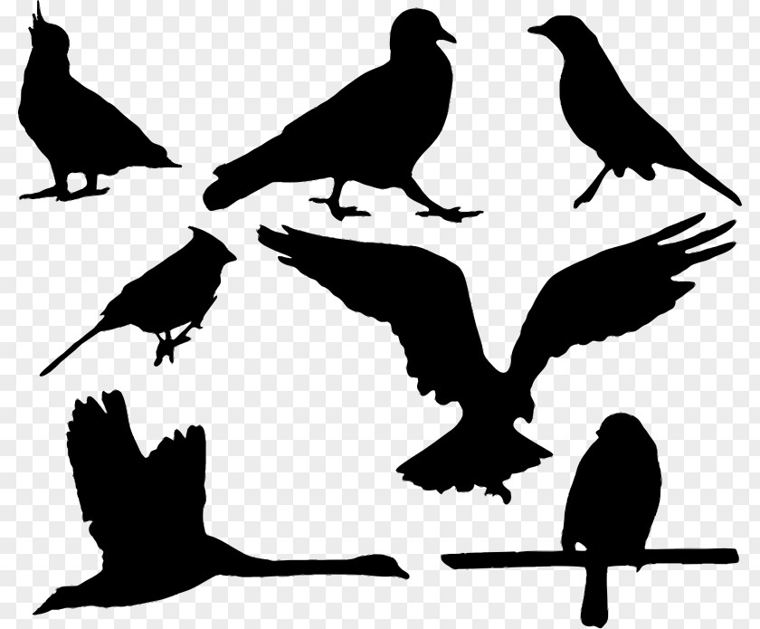 Bird Eagle Silhouette PNG