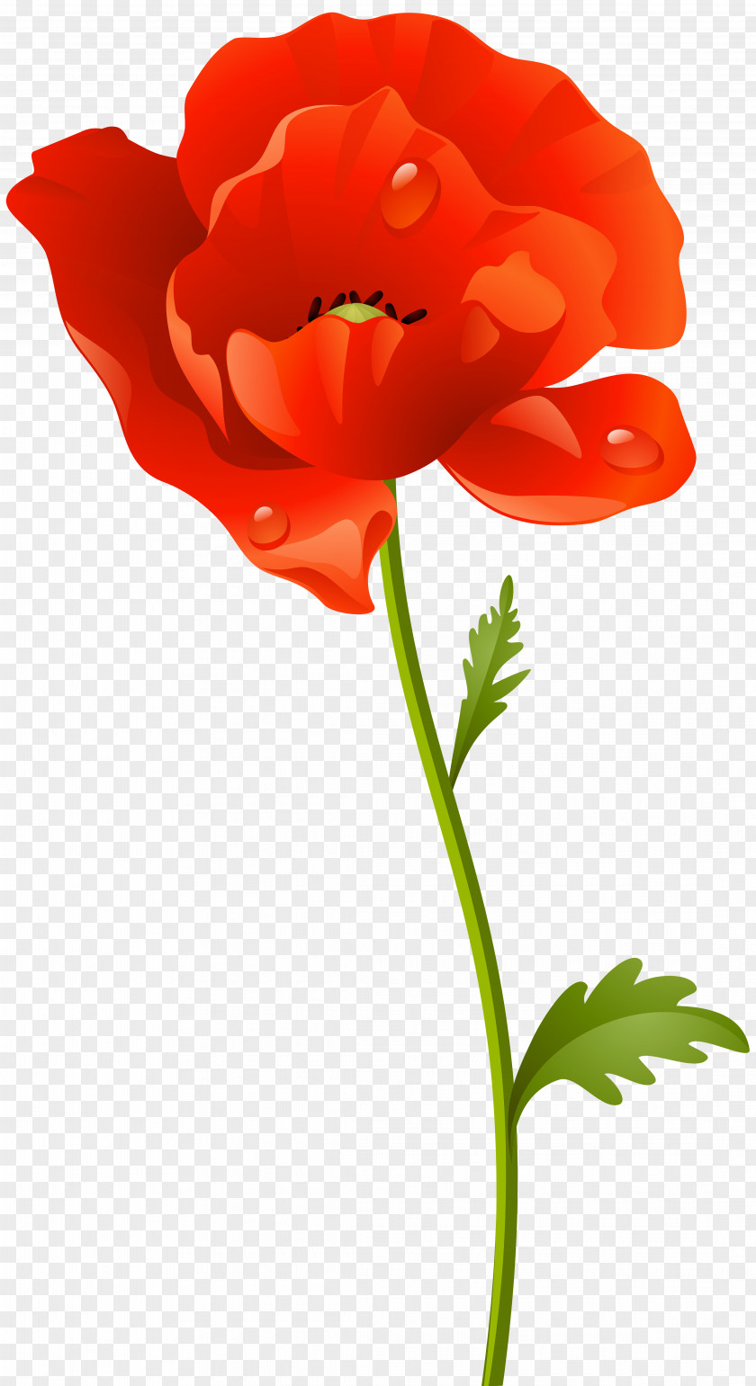 Flower Clip Art Poppy Image PNG
