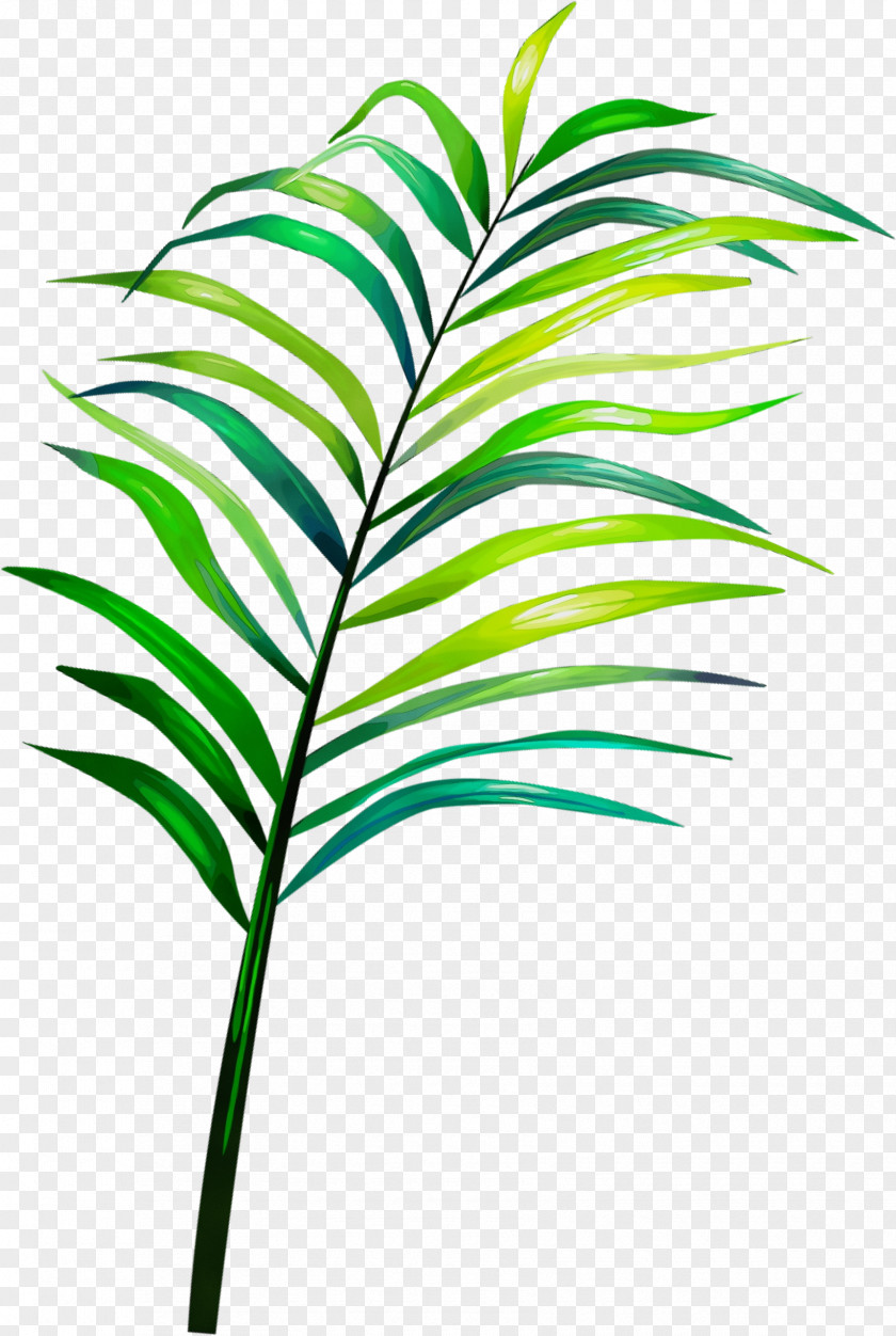Houseplant Arecales Web Design PNG