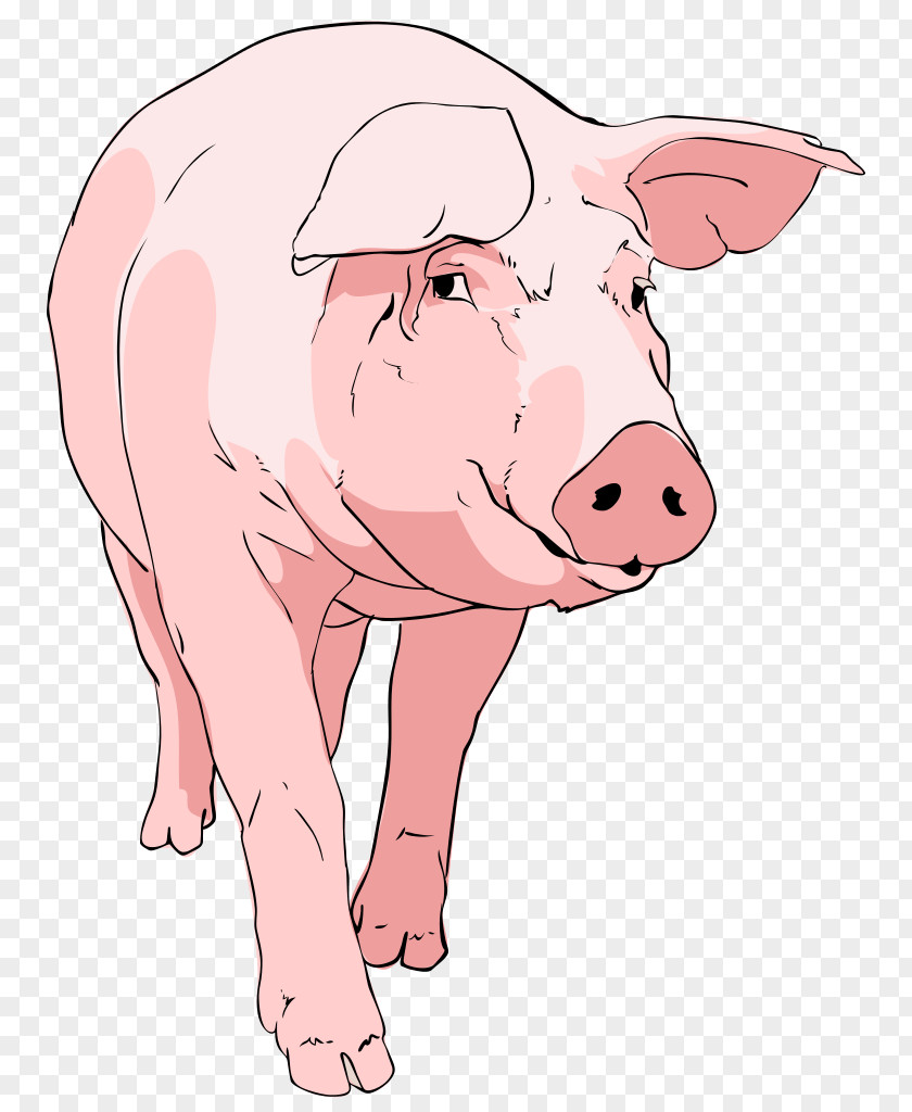 Pig Cliparts Domestic Drawing Clip Art PNG
