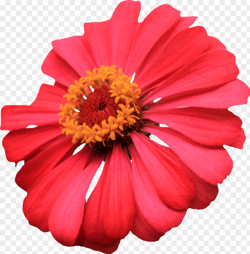 Red Flower Zinnia Clip Art PNG