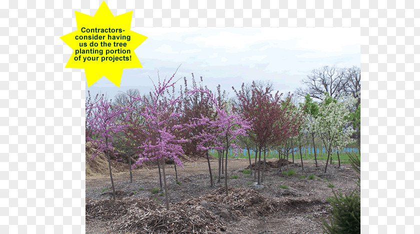 Tree Shade Planting Landscaping Landscape Flower PNG