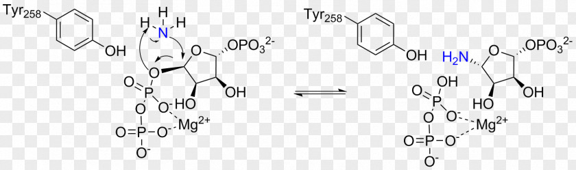 Amidophosphoribosyltransferase Phosphoribosyl Pyrophosphate Purine Metabolism Phosphoribosylamine PNG