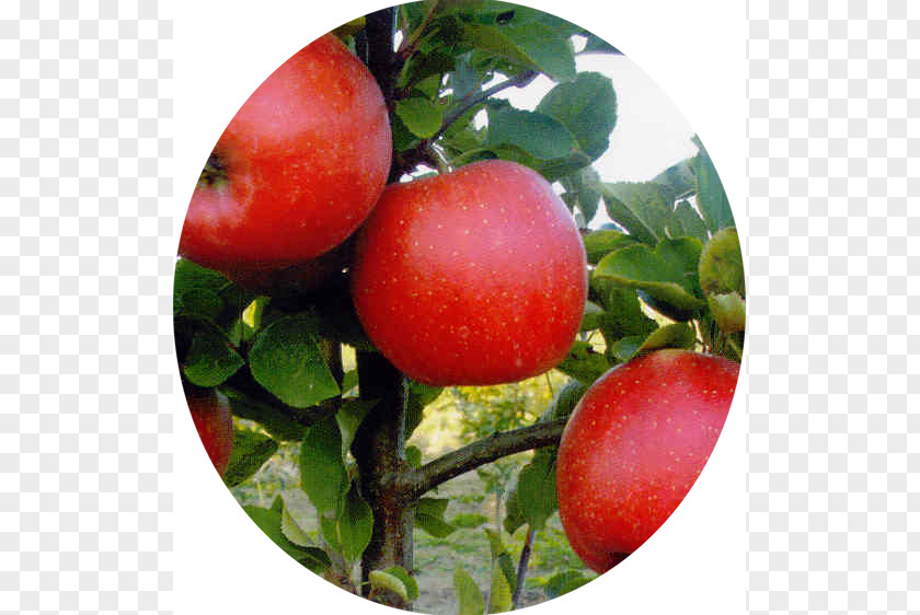 Apple Plum Tomato Apples Champion Cultivar PNG