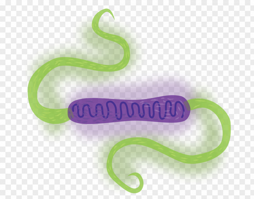 Bacteria Purple Violet Body Jewellery PNG