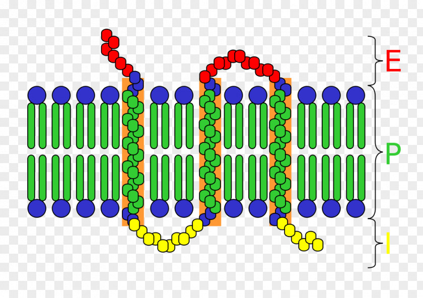 Cell Surface Receptor Transmembrane Protein Integral Membrane PNG