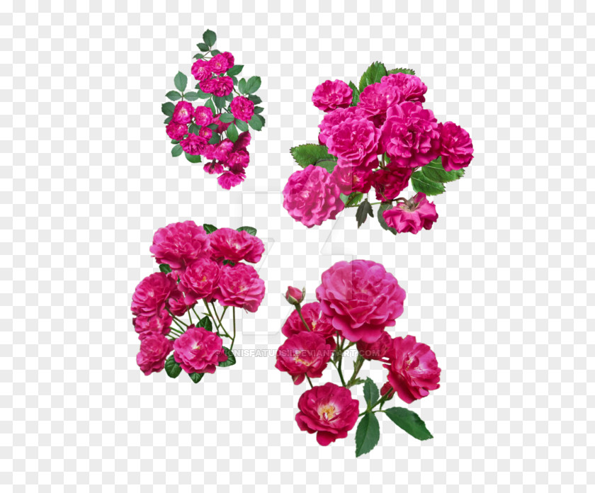 Flower Garden Roses Floribunda Cabbage Rose Shrub PNG