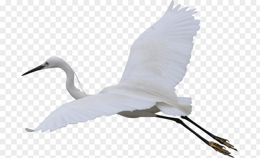 Free Flying Crane To Pull The Material Fujian White Bird Cygnini PNG