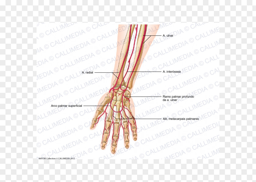 Hand Thumb Artery Forearm Human Anatomy PNG