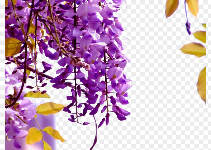 Purple Wisteria Sinensis Floribunda Flower Seed Vine PNG