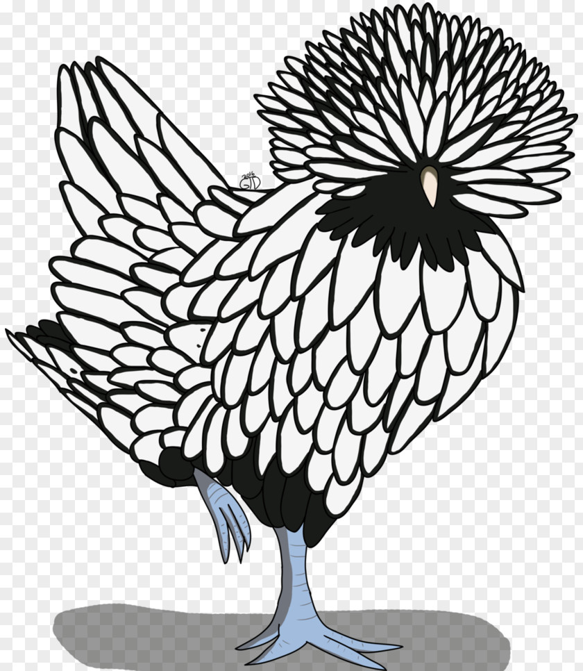 Chicken Sketch Polish Drawing Line Art Clip PNG