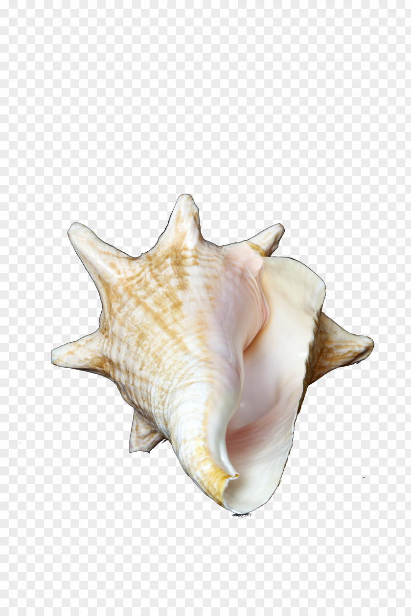 Conch Sea Snail Clip Art PNG