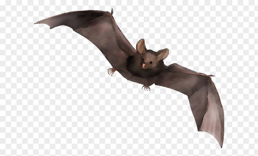 Fictional Character Animal Figure Bat Squirrel Vampire Little Brown Myotis PNG