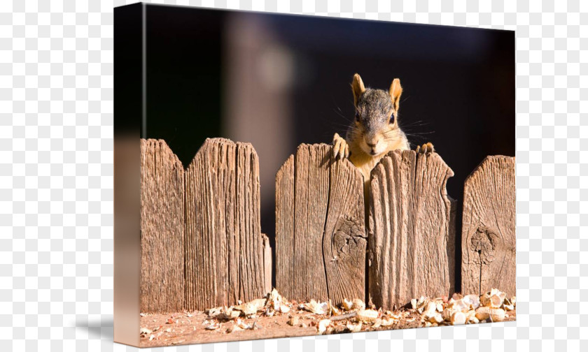 Squirrel Cute Stock Photography Royalty-free Fence PNG