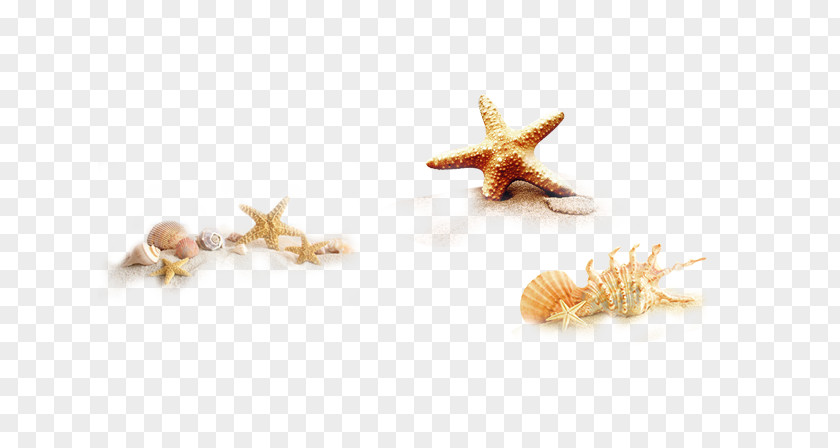 Starfish Seashell Icon PNG