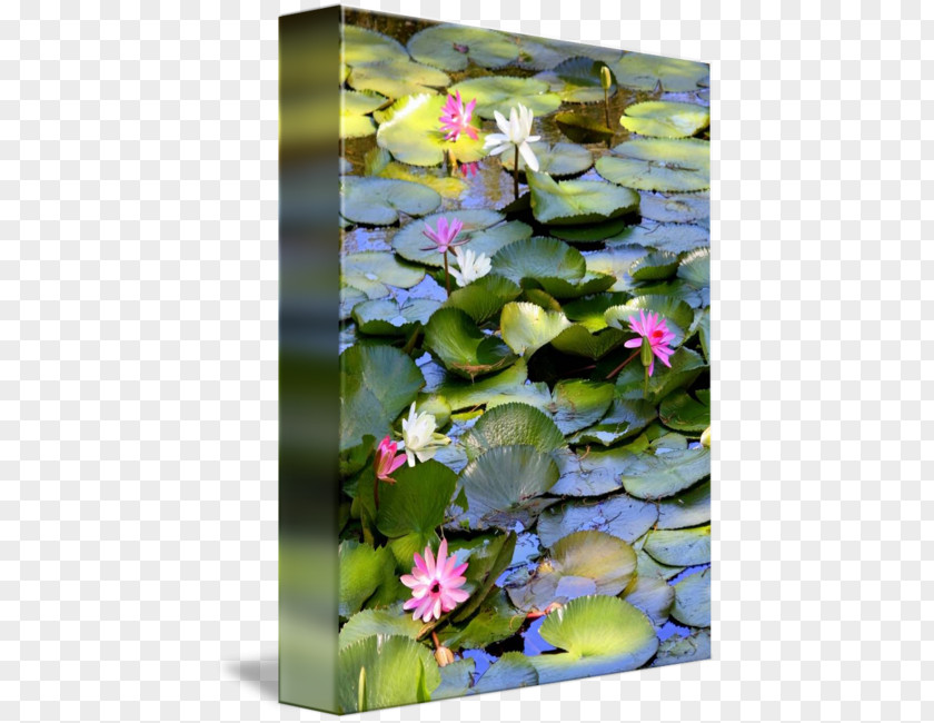 Water Pond Lilies Nelumbo Nucifera Lilium PNG