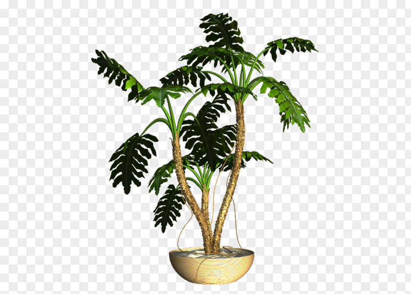 Asian Palmyra Palm Flowerpot Ornamental Plant Houseplant PNG