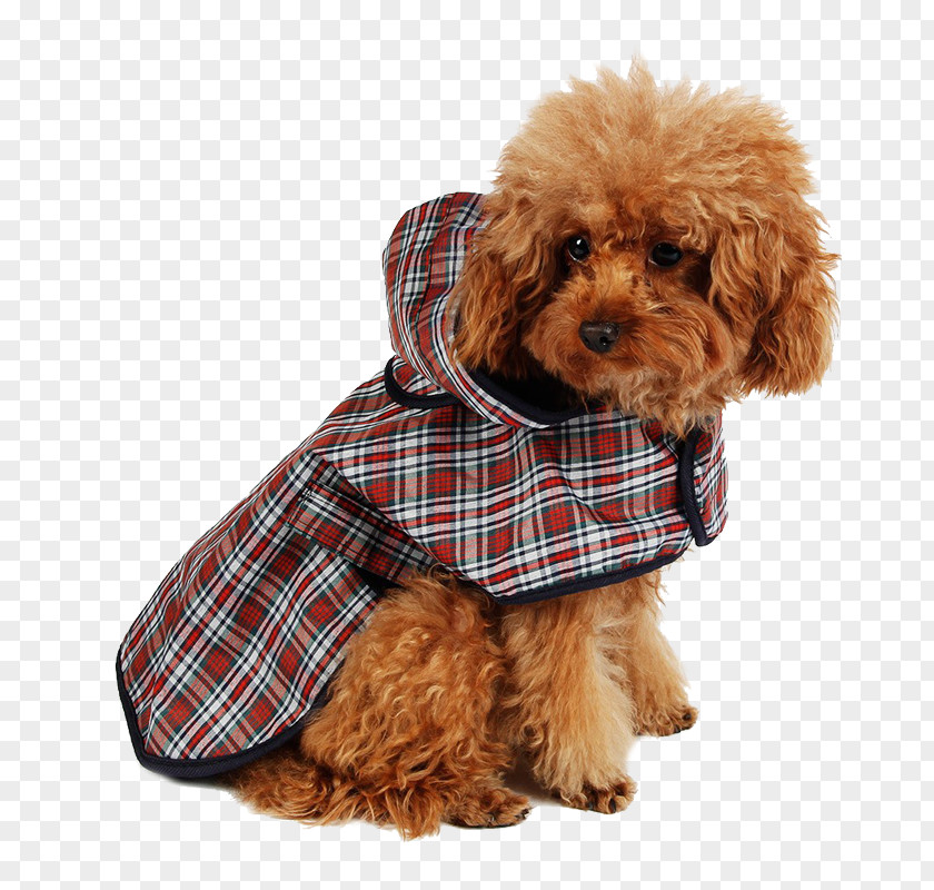 Dog Puppy Raincoat Hoodie Clothing PNG