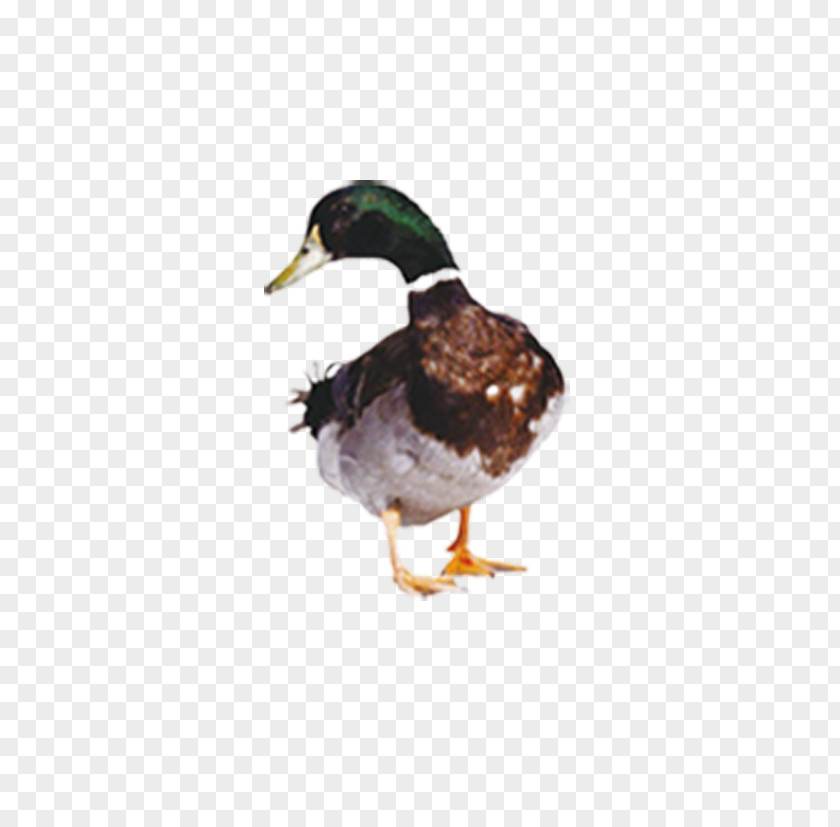 Duck Hunt American Pekin Mallard Cygnini PNG