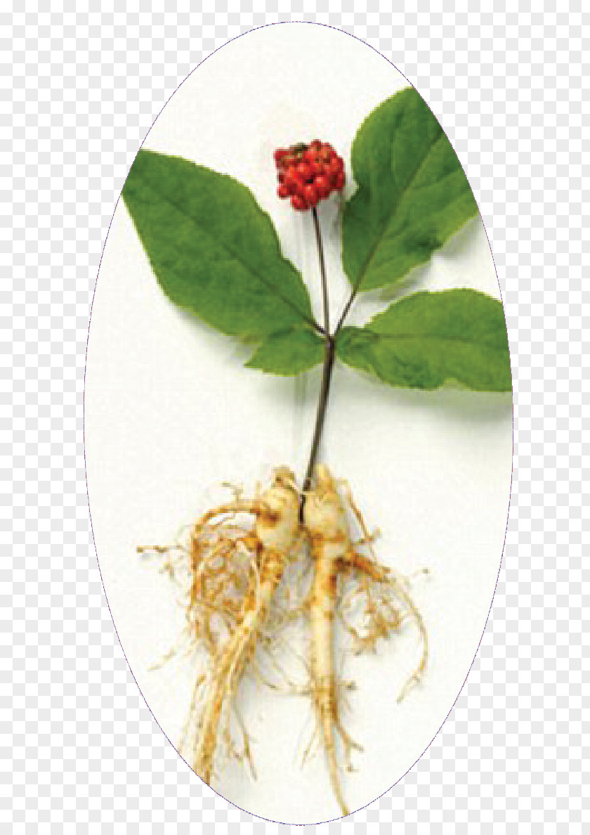 Health Asian Ginseng Dietary Supplement Herb Siberian PNG