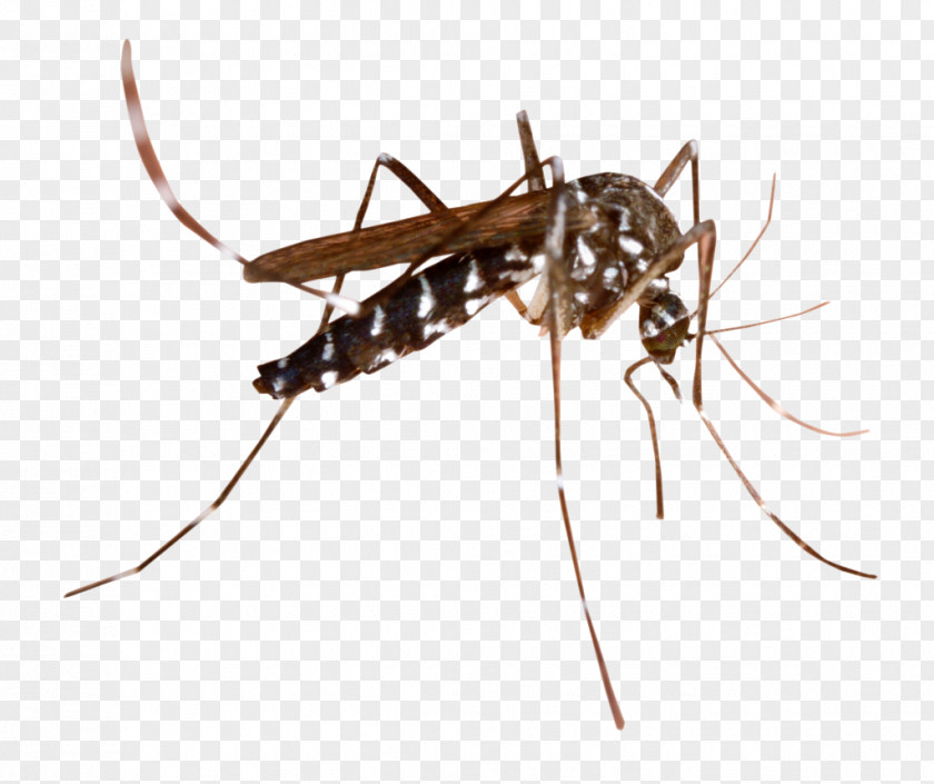 Insect Mosquito-borne Disease Clip Art Image PNG